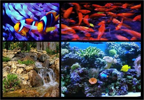 Designer Aquatics