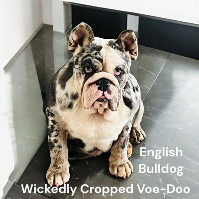 Boulevard Animal Hospital