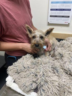 Saying goodbye to our sweet buddy