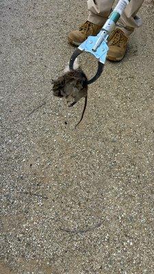 All About Pest & Termite