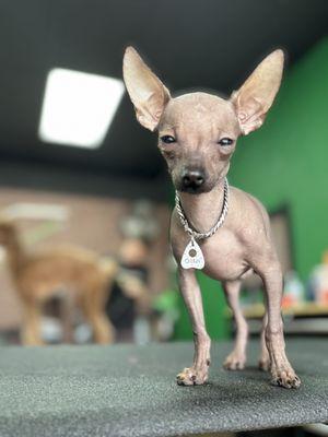 The Dog Room Grooming Boutique