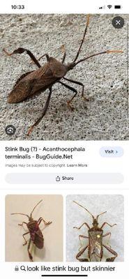 Stink bugs