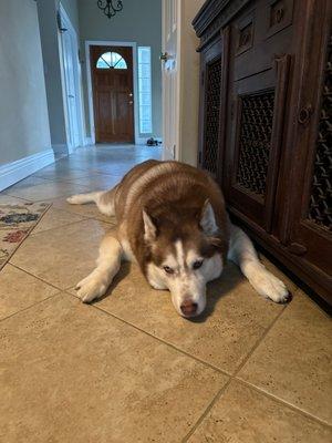 Ooh La La Mobile Dog Spaw