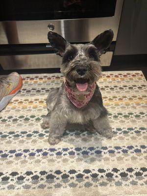 A mini schnauzer after her grooming appointment