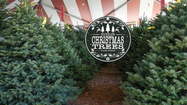 Buckelew Christmas Trees