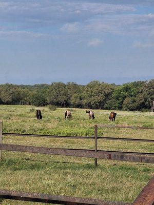 Flying Chariot Stables