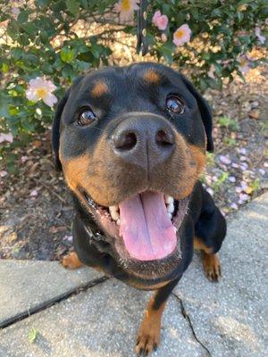 My puppy on a walk in the park, she would've never been able to go outside around people before Dana!