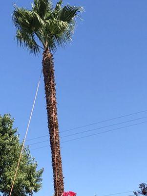 Davis Yard Solutions