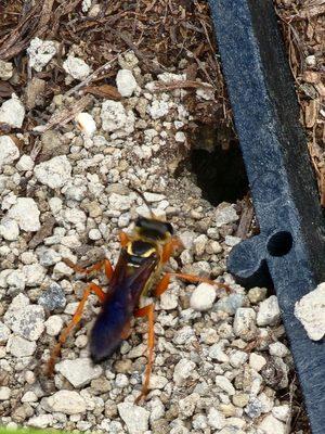 AB&C Pest and Wildlife Solutions