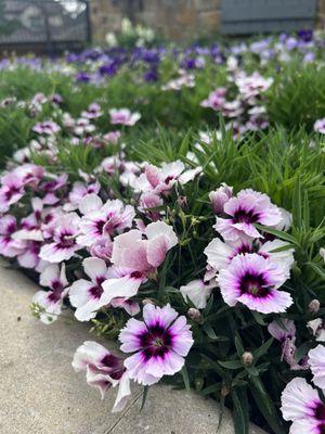 Horizon Lawn & Landscape