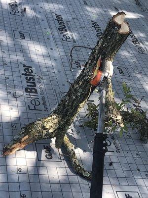 ThePoseyTree Svc Landscape & Mowing