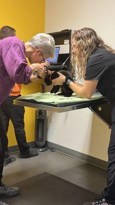 One of our new kittens getting checked out.