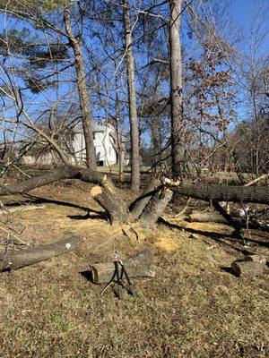 Top Rope Tree Service