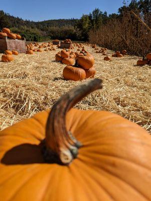 Pumpkins
