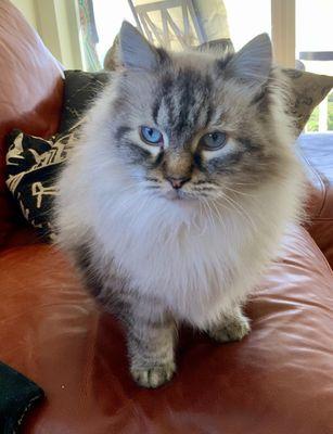 Atlantic Animal Clinic