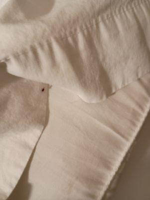 A baby bed bug crawling from out the pillow case onto the bed