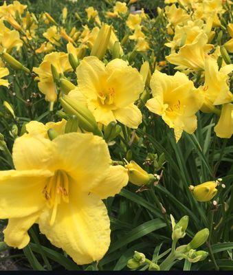 Princeton Nursery and Lawn Supply