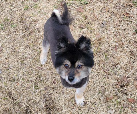 Pawprints On the Heartland