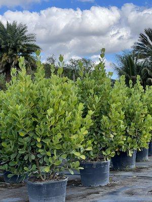 Tropical Landscapers