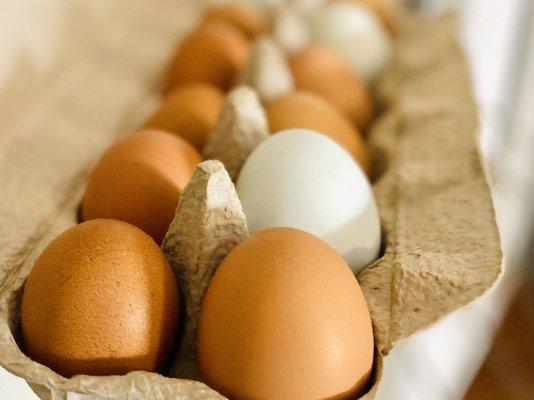 Free range farm fresh eggs laid fresh daily at Merry Meadows Farm. Get fresh eggs at our Farm Store!