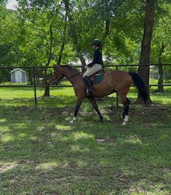 Sage Hill Sport Horses