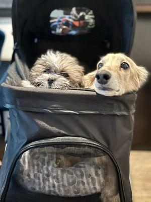 Enrique, the longhair dachshund, is Nancy's client. She does a wonderful job.