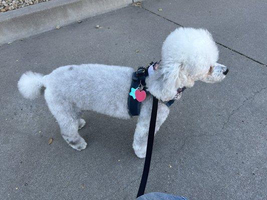 Fur is trimmed so evenly all over and the pom pom tail is on point!