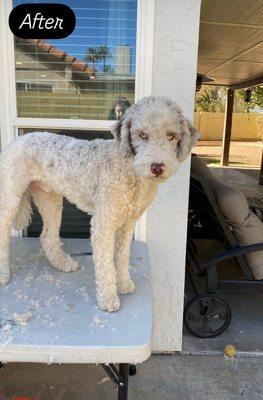 I decided to not move to the new grooming program but the Veterinary Assisting clinic has really helped me groom.