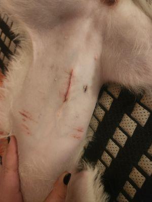 Cypress Creek Animal Hospital