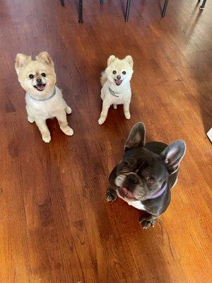 Coco Reyna and Lula are so happy to have a clean space. Thank you!