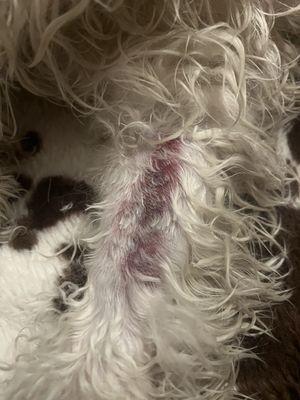 Sooner Veterinary Hospital