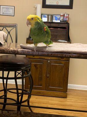 Avian & Exotics Center of Nashville