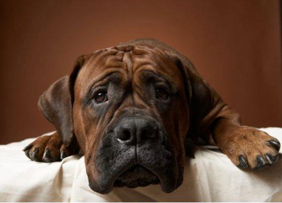 Bayne Mobile Veterinary Services