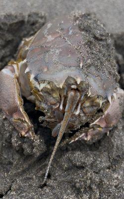 Sand crab