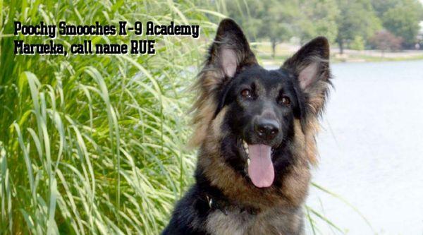 Marueka Obedience Champ