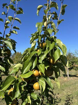 Halmony Farms