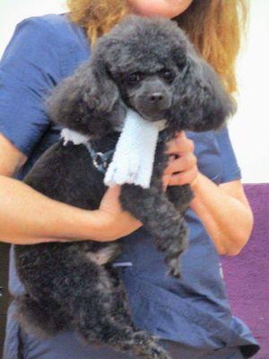 Penny's Pet Grooming & Healer