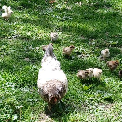 Mother hen and her chicks