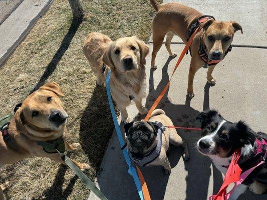 Mandalay Bond Pet Services