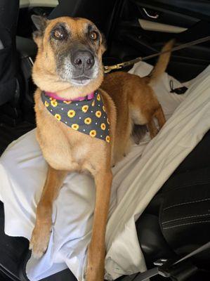 Muchas gracias por la atención que le brindaron a Yoshi primera vez que vamos y quedamos muy contentos 100 % recomendable