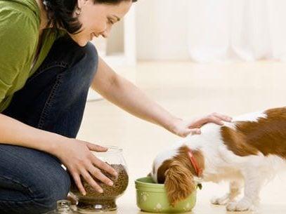 Creation's Care Pet Sitting