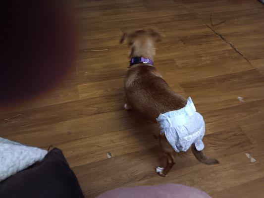 Camp Latrelle Dr Vet