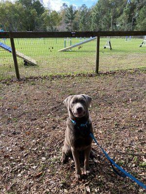 Central Florida Dog Sports
