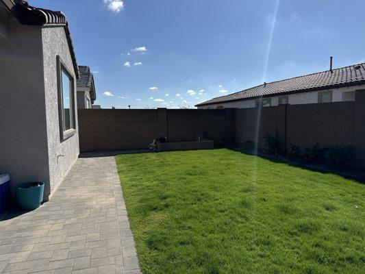 backyard winter grass