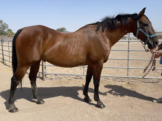 Hooves ‘n Hearts Equine Rehab & Rescue