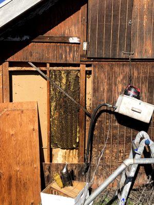 Affordable Bee services