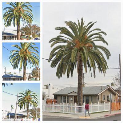 My Canary Island Date Palm in healthier days