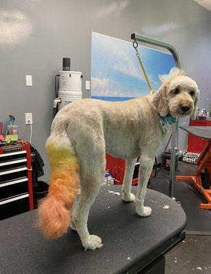 Salon Versace Dog Wash & Grooming