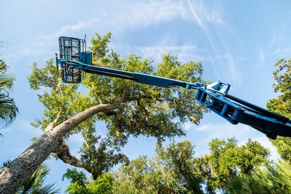 T & D Tree Service