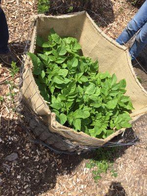 Friends Of Rodgers Ranch